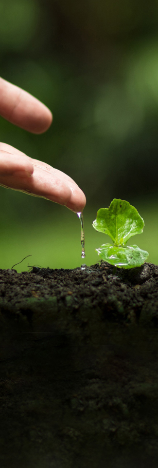 water dripping from hand onto plant