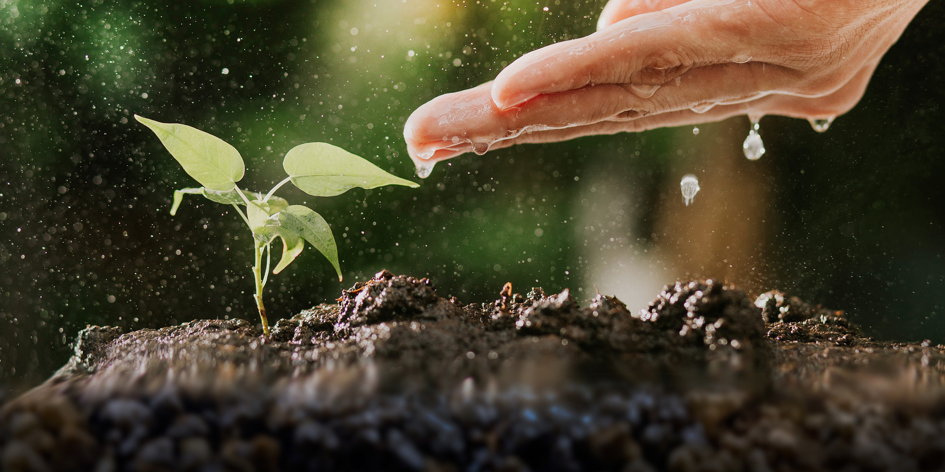 water dripping from hand onto plant